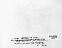 Puccinia artemisiae image